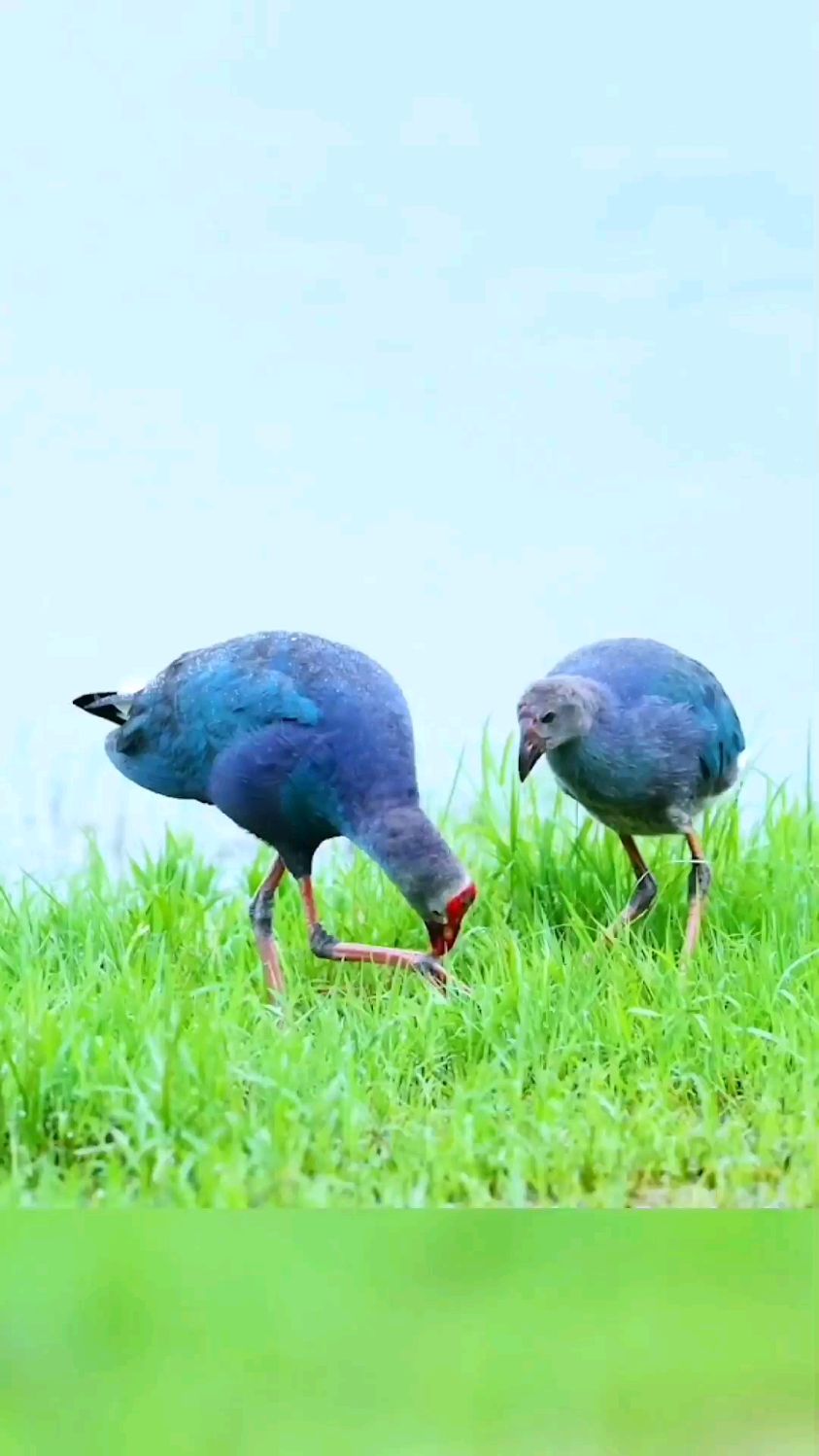 彩云之南,我心飞扬 滇南明珠,泱泱腾冲 最美水鸡,北海明星