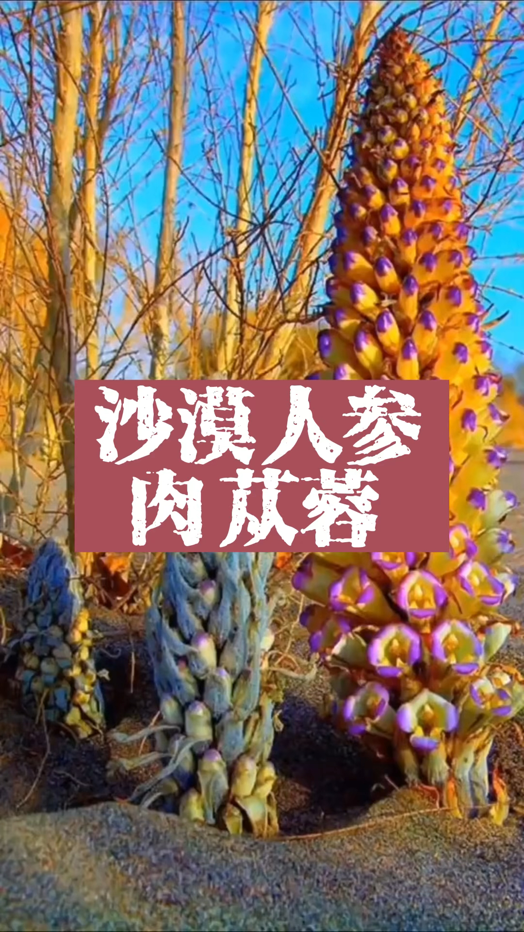 沙漠人参,肉苁蓉了解一下!