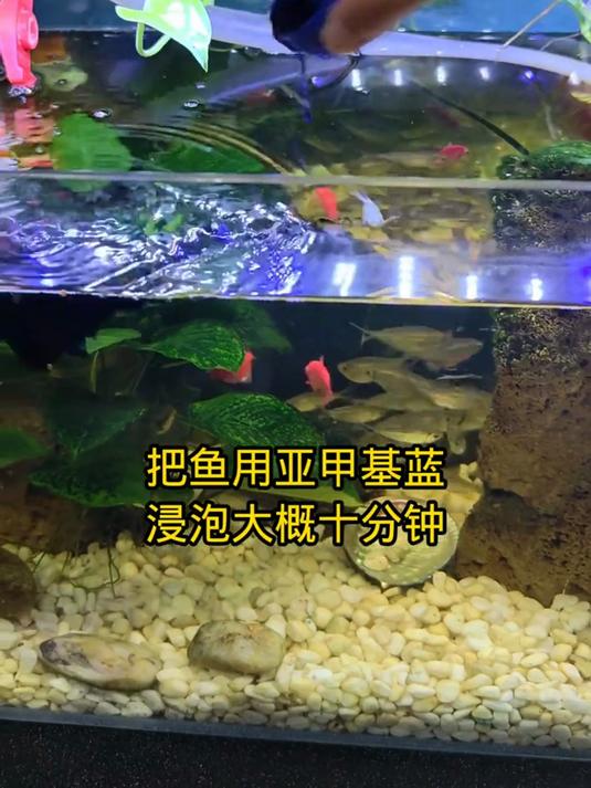 新手养鱼,鱼身上长白点别慌,用亚甲基蓝轻松搞定