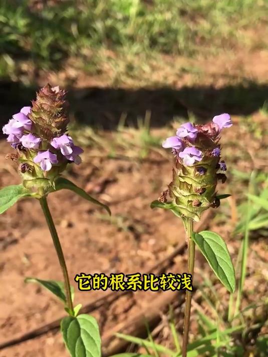 每天一杯野生夏枯草!陈皮相伴,清润养生超舒服~