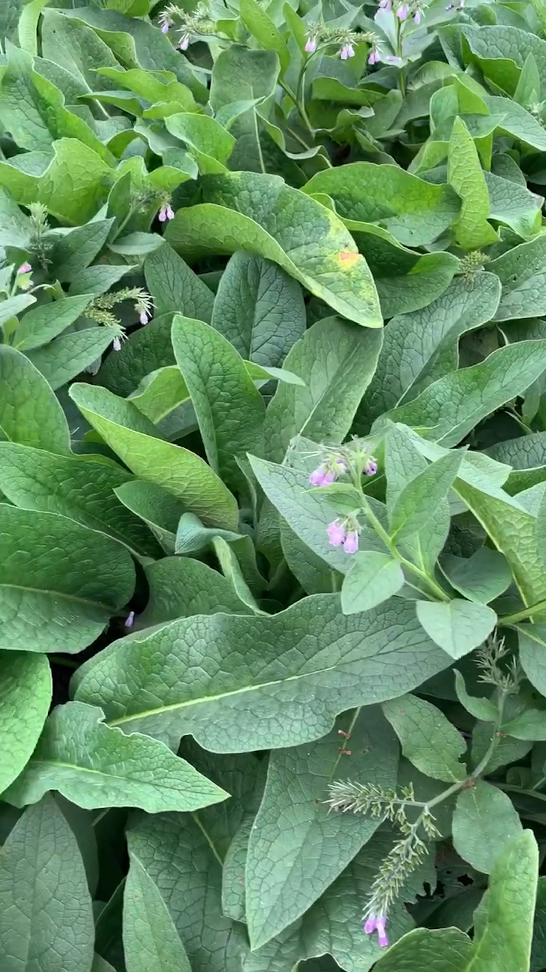 亩产30吨的俄罗斯饲料菜,从俄罗斯引进,种根繁殖,种一次能收割20年,一年割6～8茬!