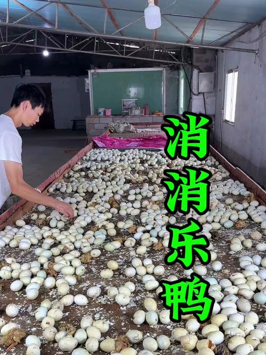 一只鸭子的前半生