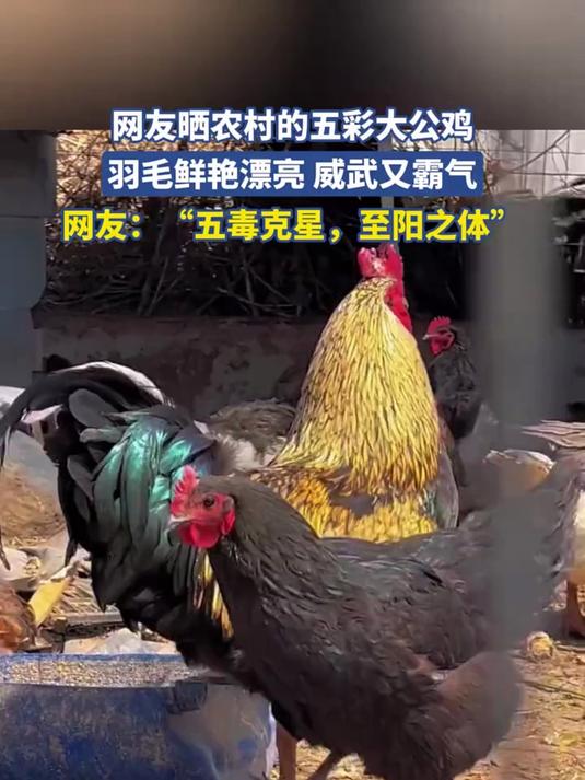 网友晒农村的五彩大公鸡,羽毛鲜艳漂亮 威武又霸气!
