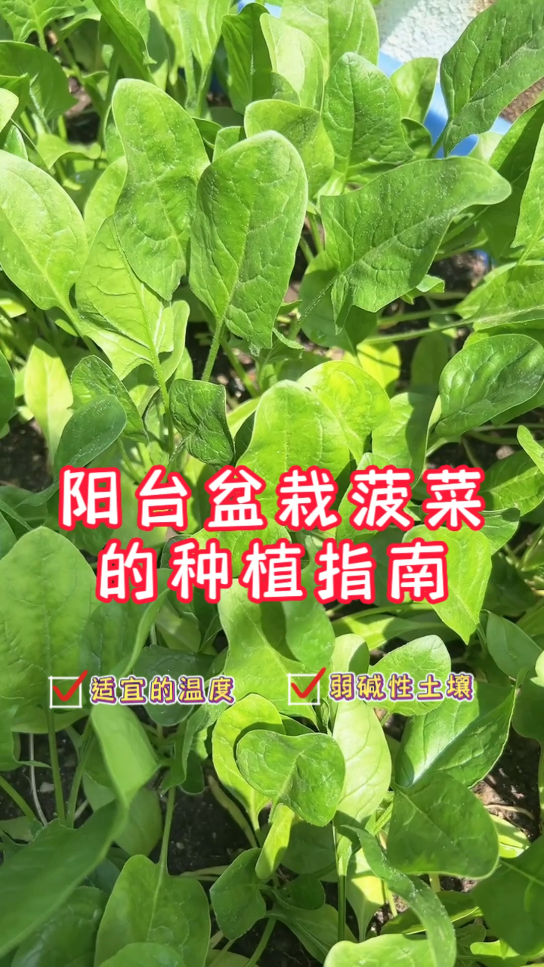 居家盆栽菠菜种植方法分享,简单易学～