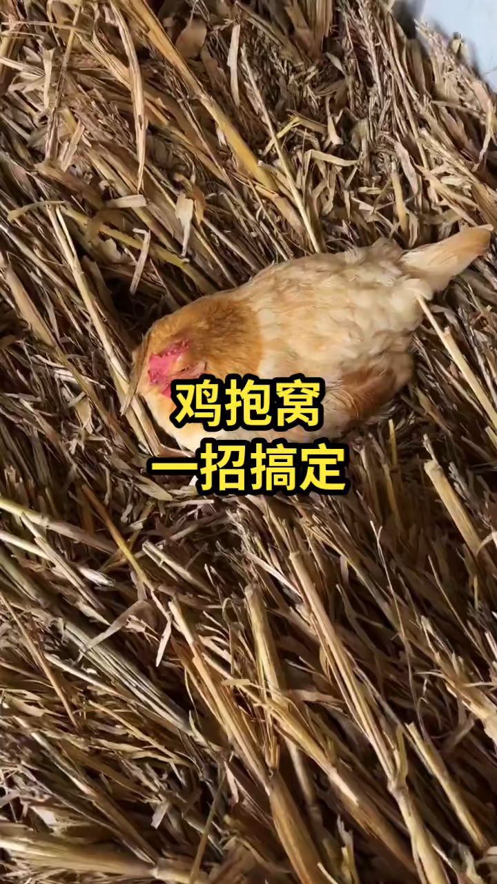 鸡抱窝一招解决