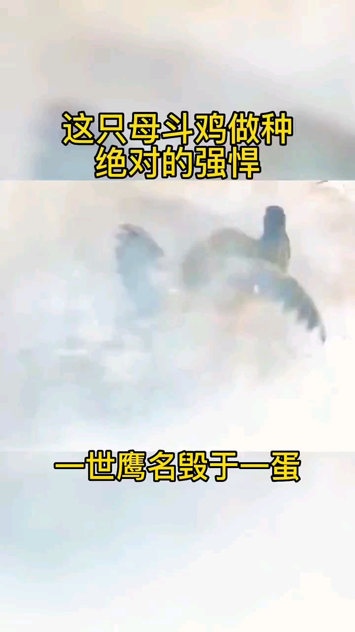 这只母斗鸡做种绝对强悍