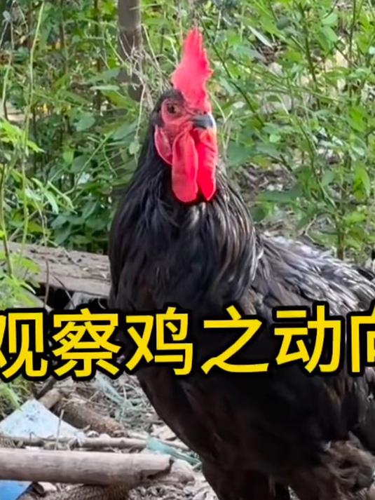 男生在公鸡打鸣之前自己先打鸣,硬生生让鸡叫声憋回去了