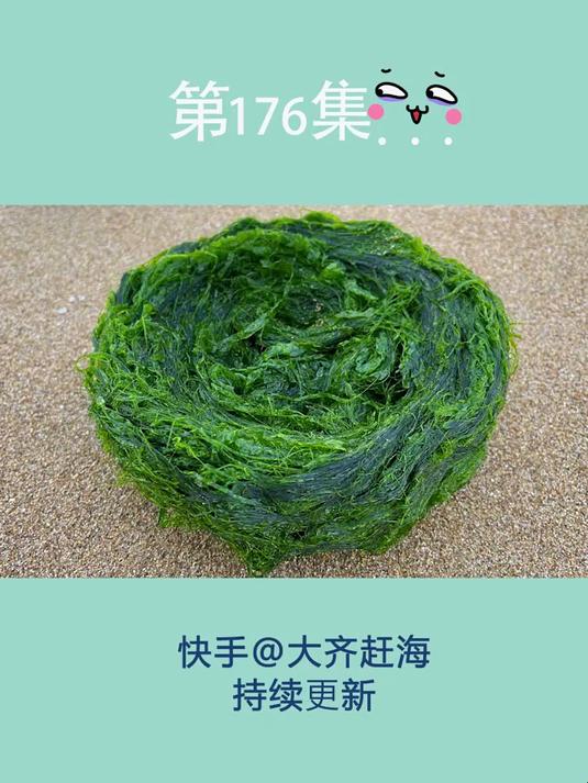 大齐赶海发现一大串海白菜,密密麻麻像是绿头发,还有喷水猫眼螺