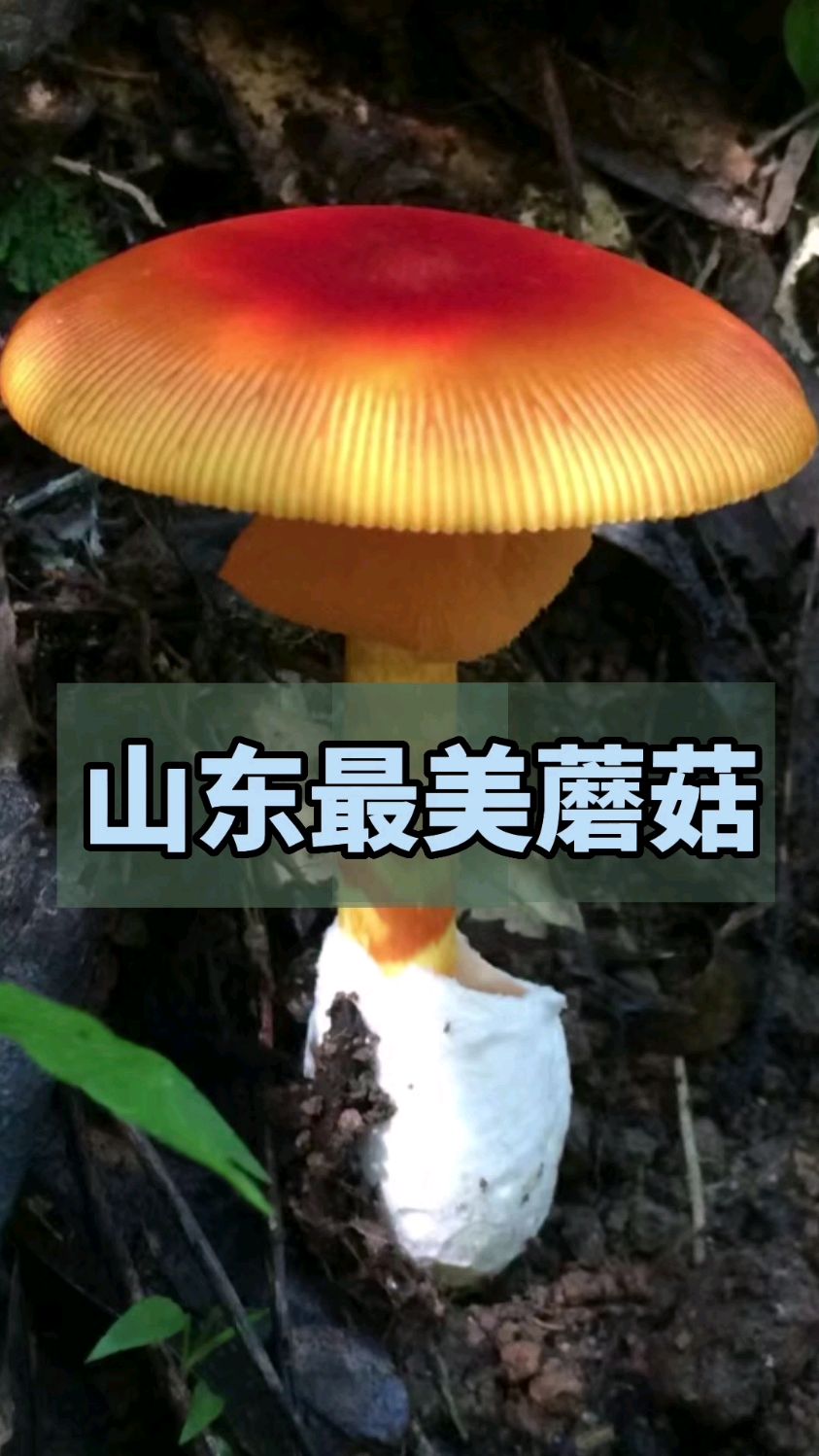 山东最美野蘑菇——拟橙盖鹅膏菌,可食