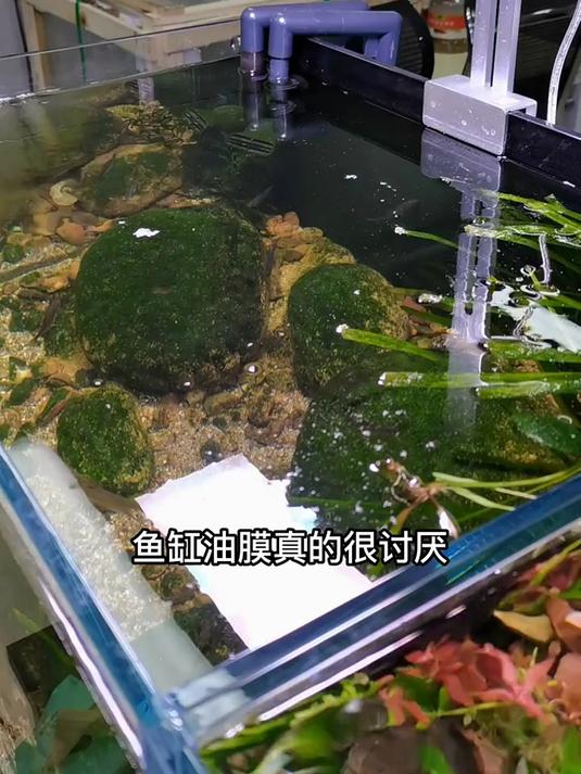 鱼缸油膜还用担心吗,换个进出水口就解决了!