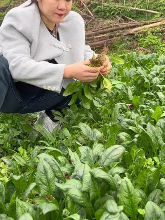 优质大叶红根菠菜种子 选对 高产增收不是梦