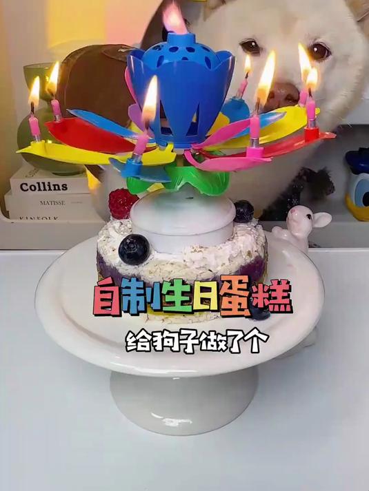 给小狗做了个自制生日蛋糕 没想到差点翻车了……