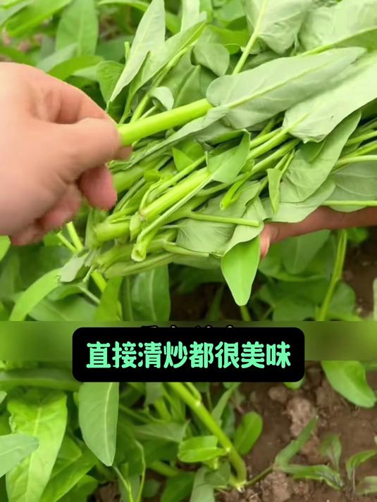 三叉速生菜籽,28天收割头茬菜,花盆种出饭店级鲜嫩