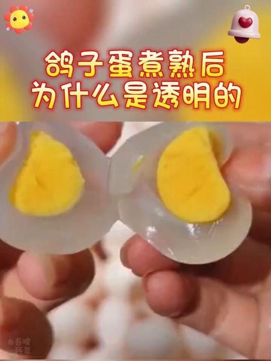 现捡现发新鲜鸽子蛋!无激素无饲料,蛋白细腻蛋黄绵密