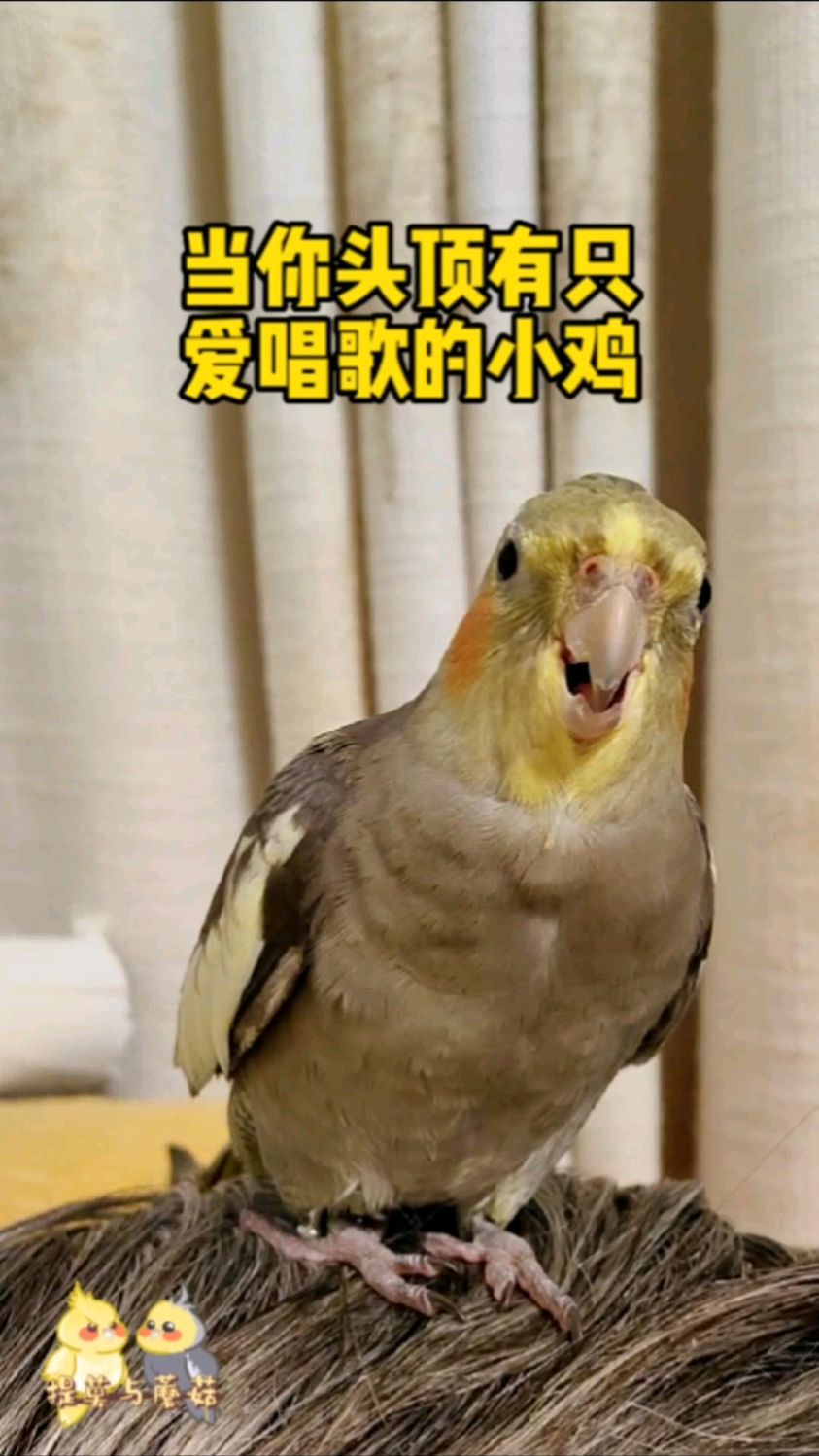 会唱歌又会撒娇的小鸡发饰谁不想要呢!玄凤鹦鹉「提莫与蘑菇」