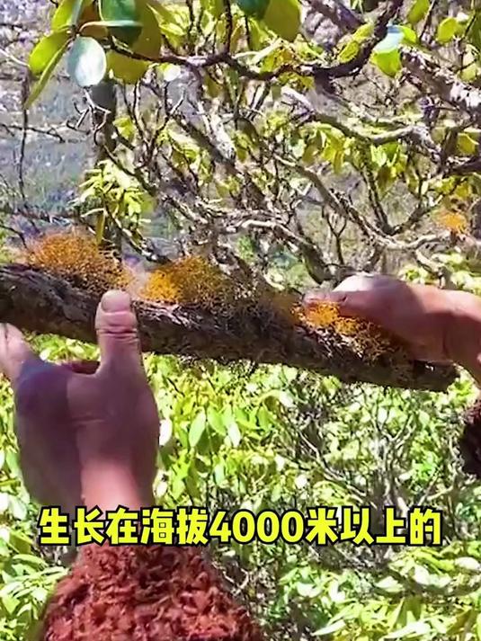 雪山深处采来的 “红珊瑚”！这茶泡开竟像在杯中开花