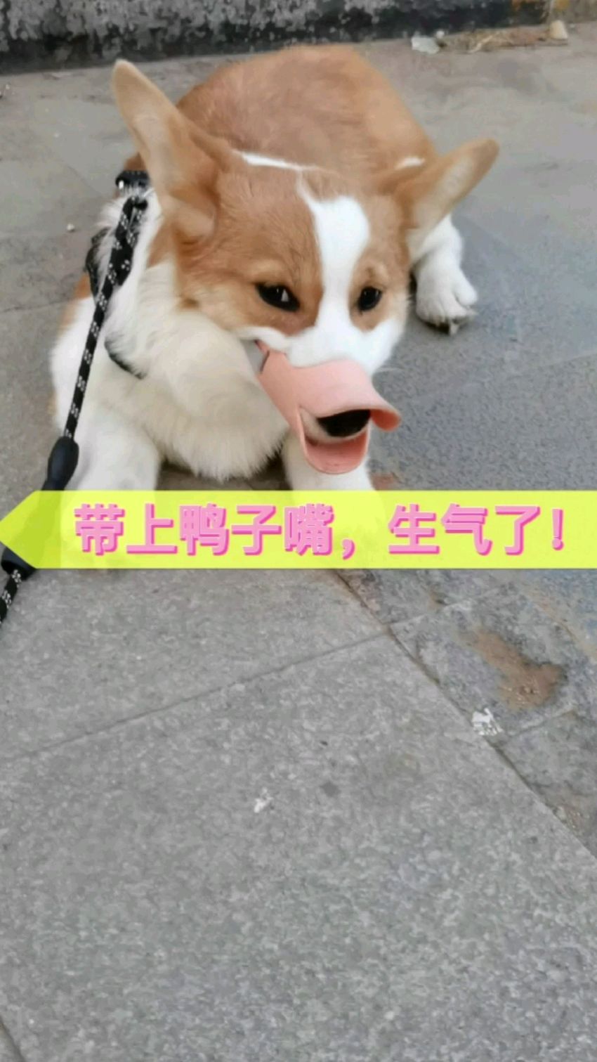 柯基狗子带上鸭子嘴很不开心,赖在地上不走了!