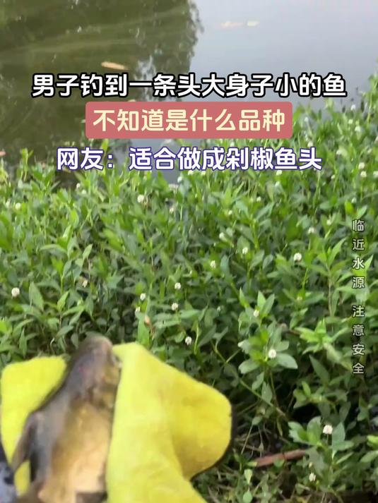 男子钓到一条头大身子小的鱼,不知道是什么品种