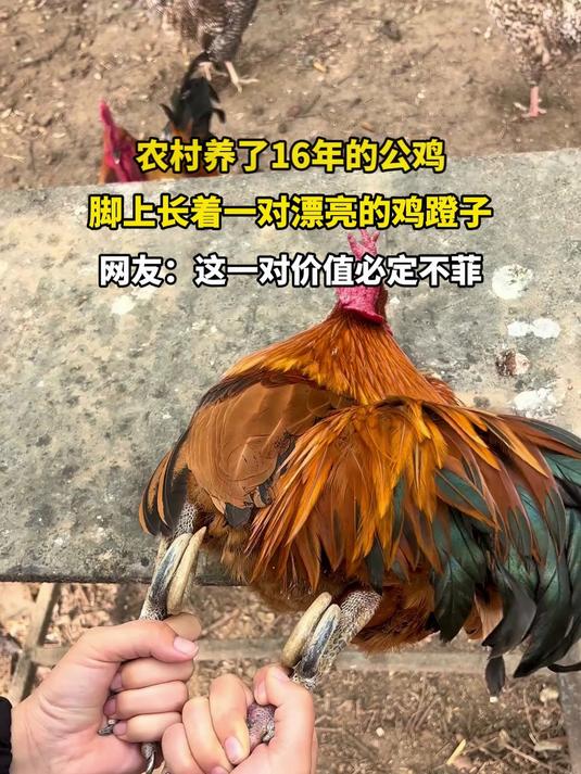 农村养了16年的公鸡,脚上长着一对漂亮的鸡蹬子
