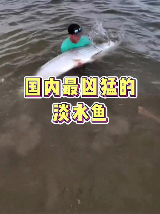 国内最凶猛的淡水鱼