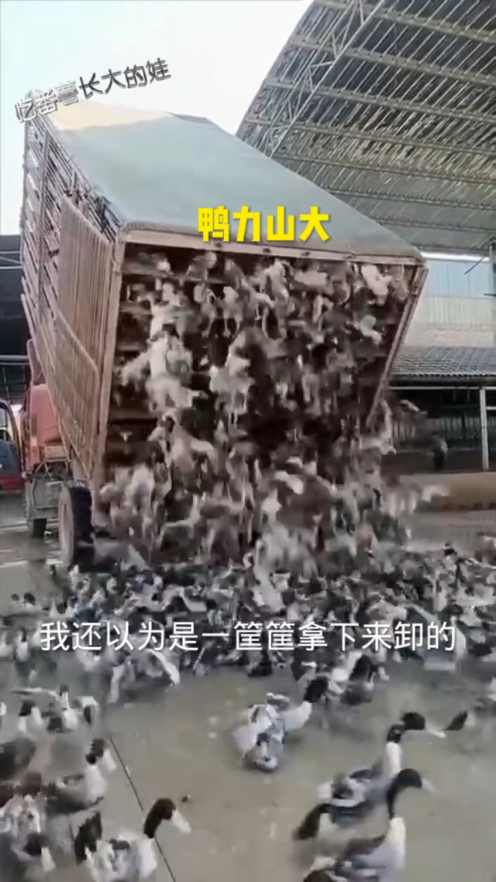 真是鸭梨山大
