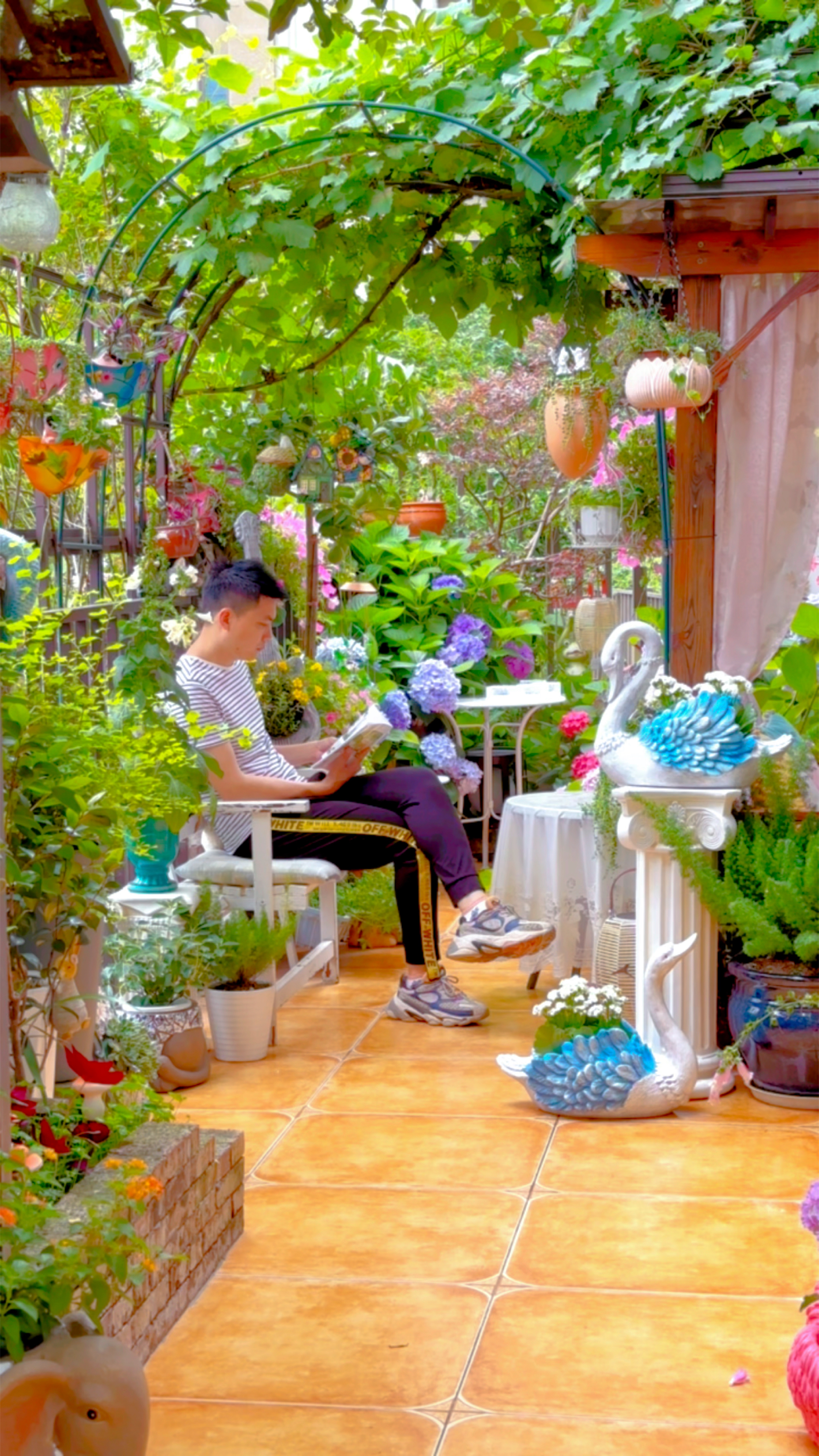 我的小院飞来了两只蓝天鹅,实在是太美了,忍不住要分享给大家!