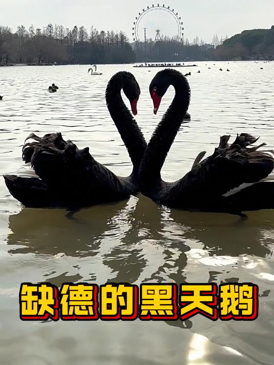 两只公天鹅为什么会有孩子