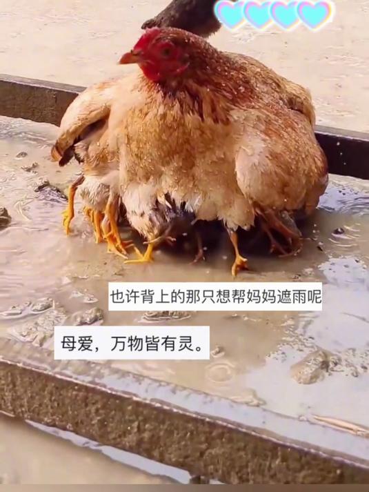 雨中鸡妈妈护崽超暖心 背上站着 “小淘气” 小鸡也想为妈妈挡雨