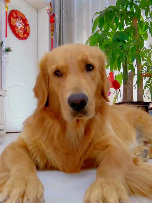 90%狗主人不知道!2-5岁金毛健康饮食攻略,专家推荐的关键