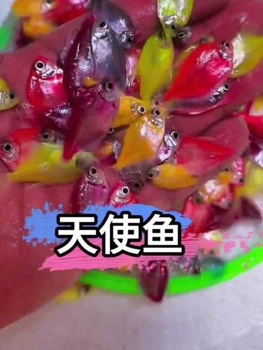 新手养鱼必知:糖果色荧光天使鱼怎么养?