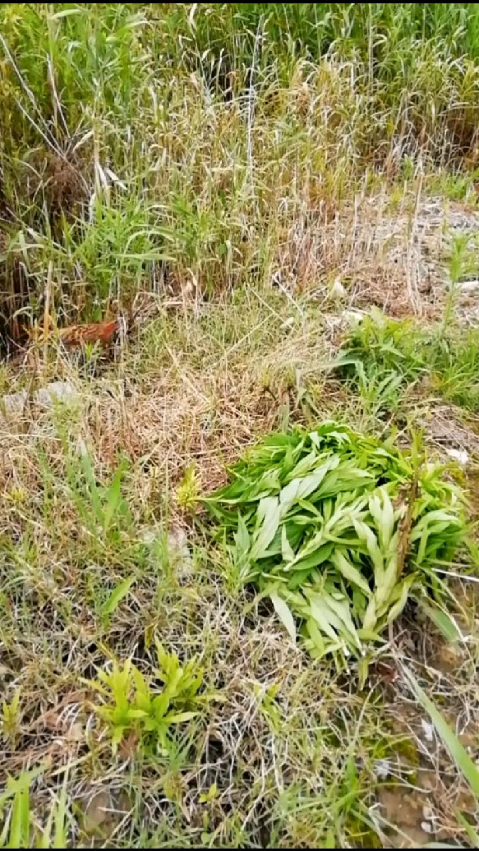 竹鸡听见美女声跑来跑去