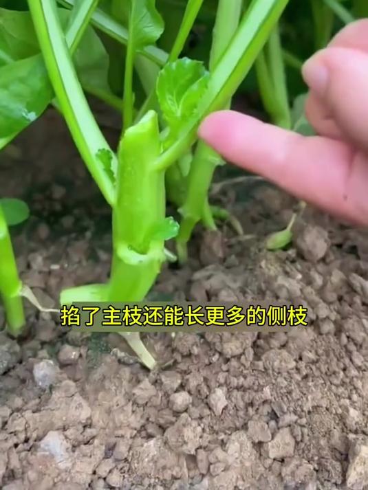 甜菜心喜冷气候,掐了主枝长侧枝