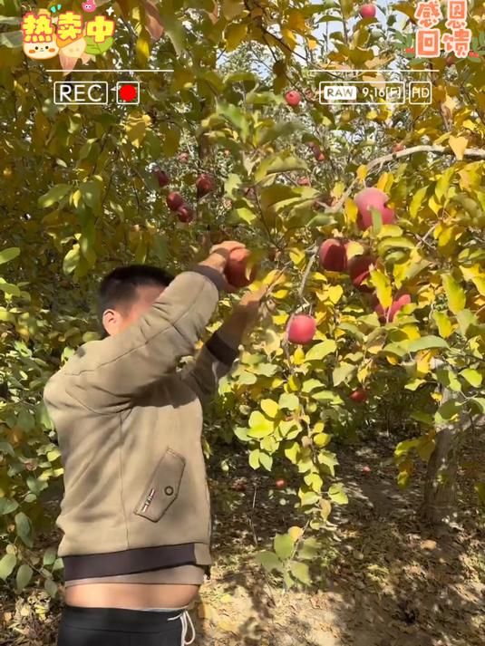 正宗阿克苏冰糖心苹果,又香又风味十足,快来尝尝吧!