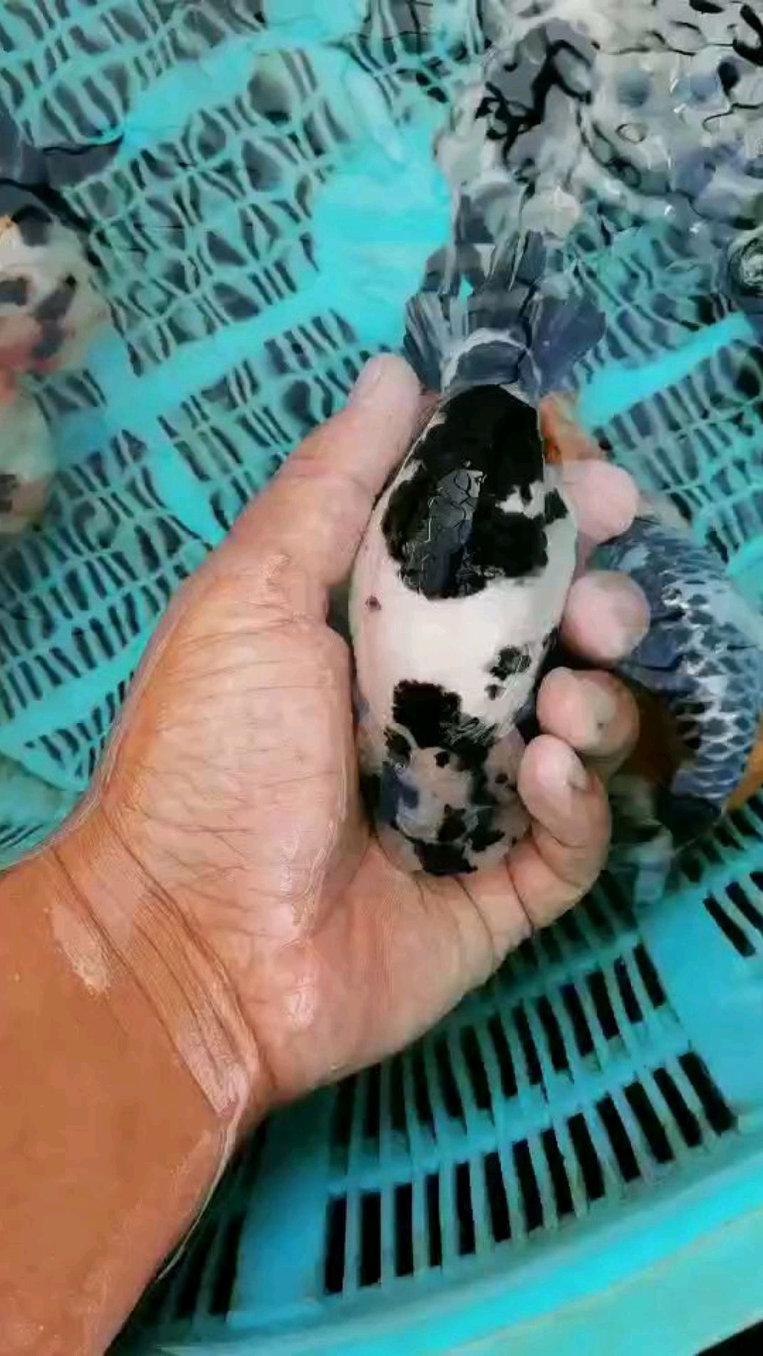 奶牛黑白花兰寿金鱼