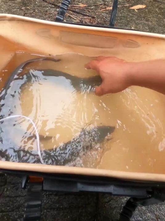 为了吃上山泉水鱼，和媳妇走了两个小时路程，终于把两条大鳗鱼放进山泉水里！