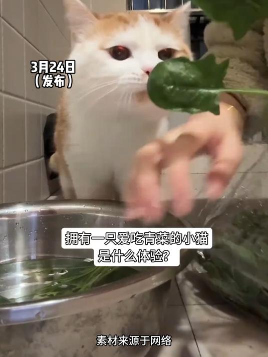 猫咪爱上吃青菜,各类蔬菜来者不拒,网友:这猫是属兔子的吧#民生微光#