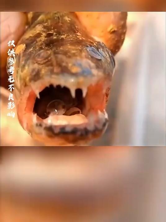 可以吃掉鱼舌头的虫子，你见过吗，简直太可怕了