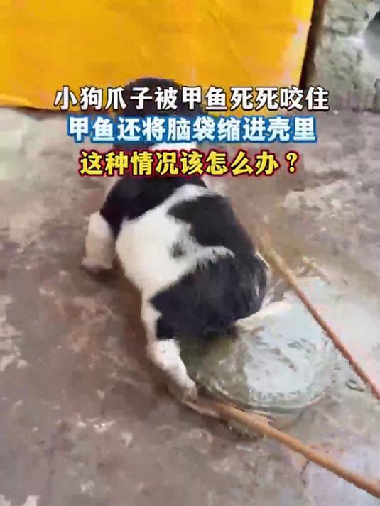 小狗爪子被甲鱼死死咬住，甲鱼还将脑袋缩进壳里，这种情况该怎么办？