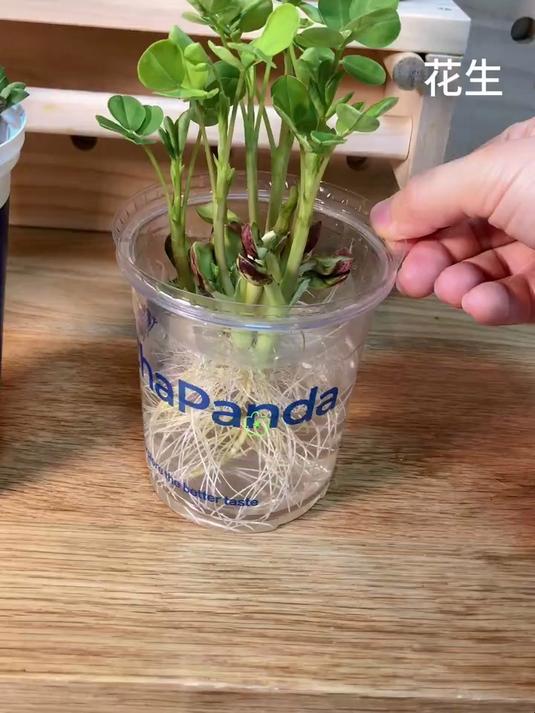 奶茶杯子能干什么