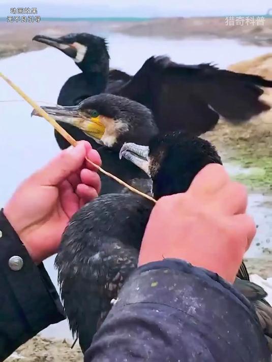 渔民如何利用鱼鹰捕鱼？