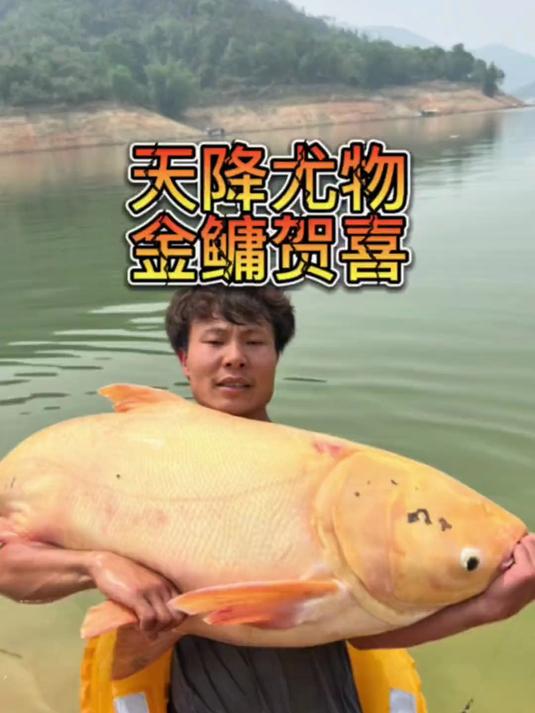 天降尤物 全网最大 最牛 最美的一条鱼独一无二