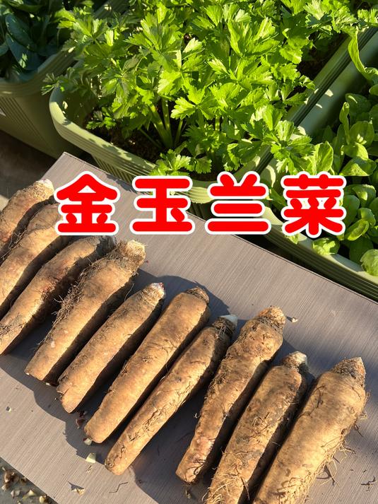 金玉兰菜如何种植?戳个孔把金玉兰放下去