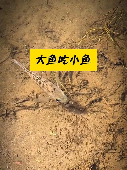 罗非鱼把小鱼含在嘴里,如果不小心咽下去怎么办