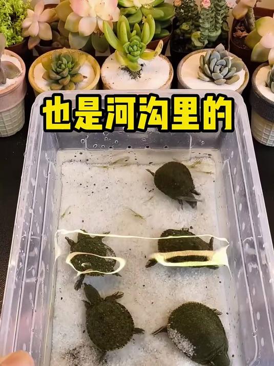 离大谱!龙虾当宠物?