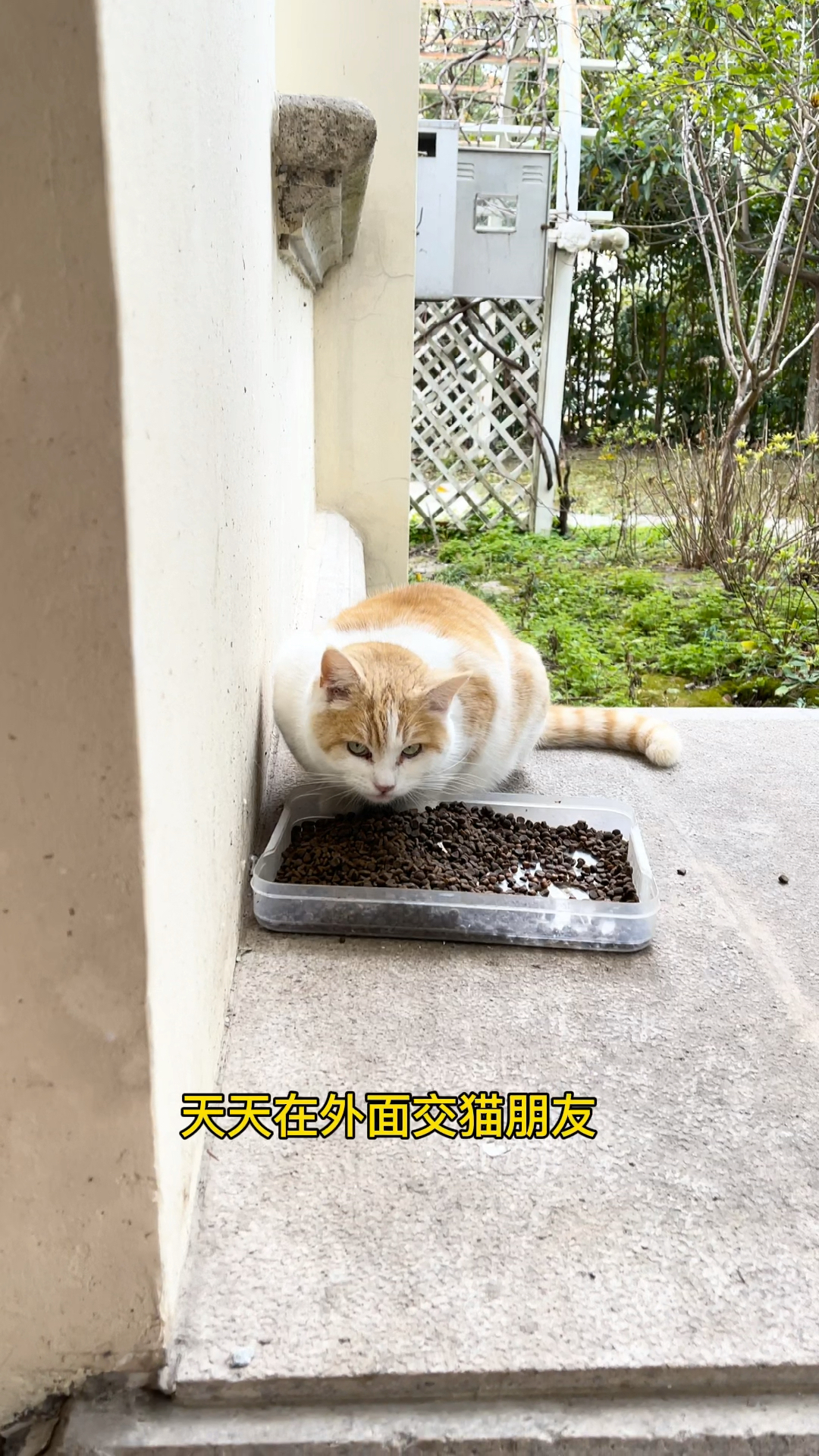 猫肉怎么做好吃!很气人!
