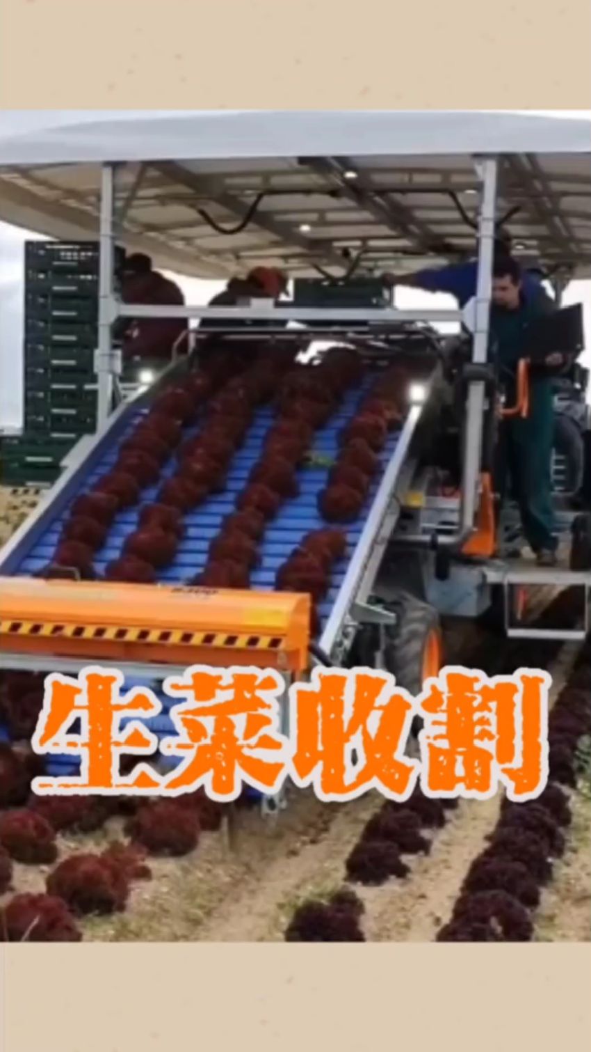 生菜收割传送带 #生菜收割机 #蔬菜收割机 #农业机械