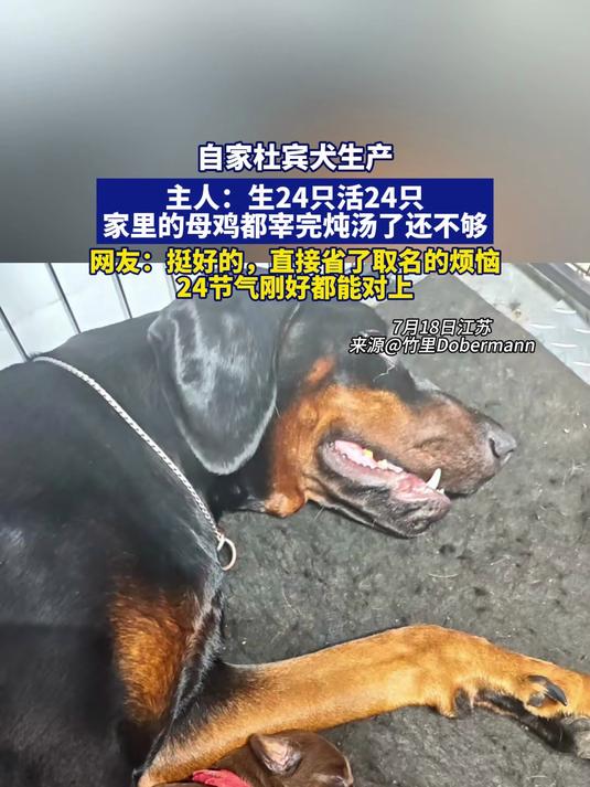 自家杜宾犬生产,“生24只活24只,家里的母鸡都炖汤了还不够”