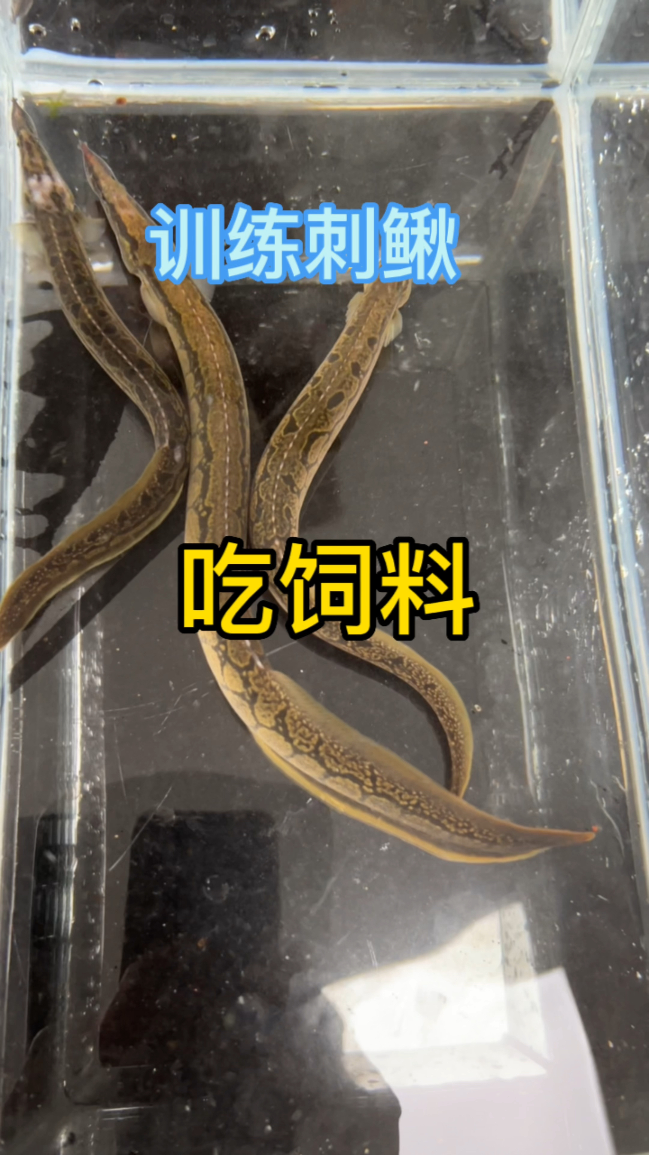 刺鳅不吃饲料?!训练它呀