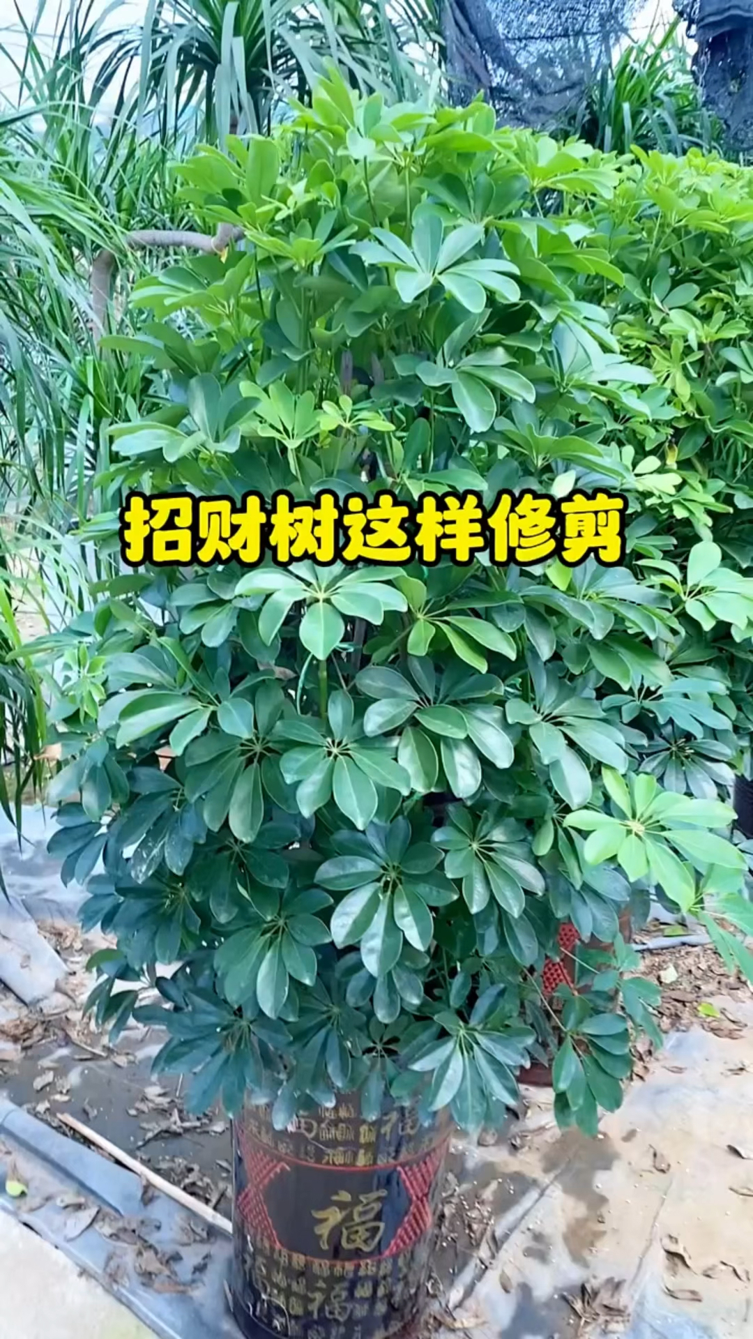 鸭脚木这样修剪