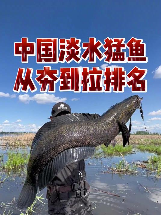 中国淡水猛鱼从夯到拉排名